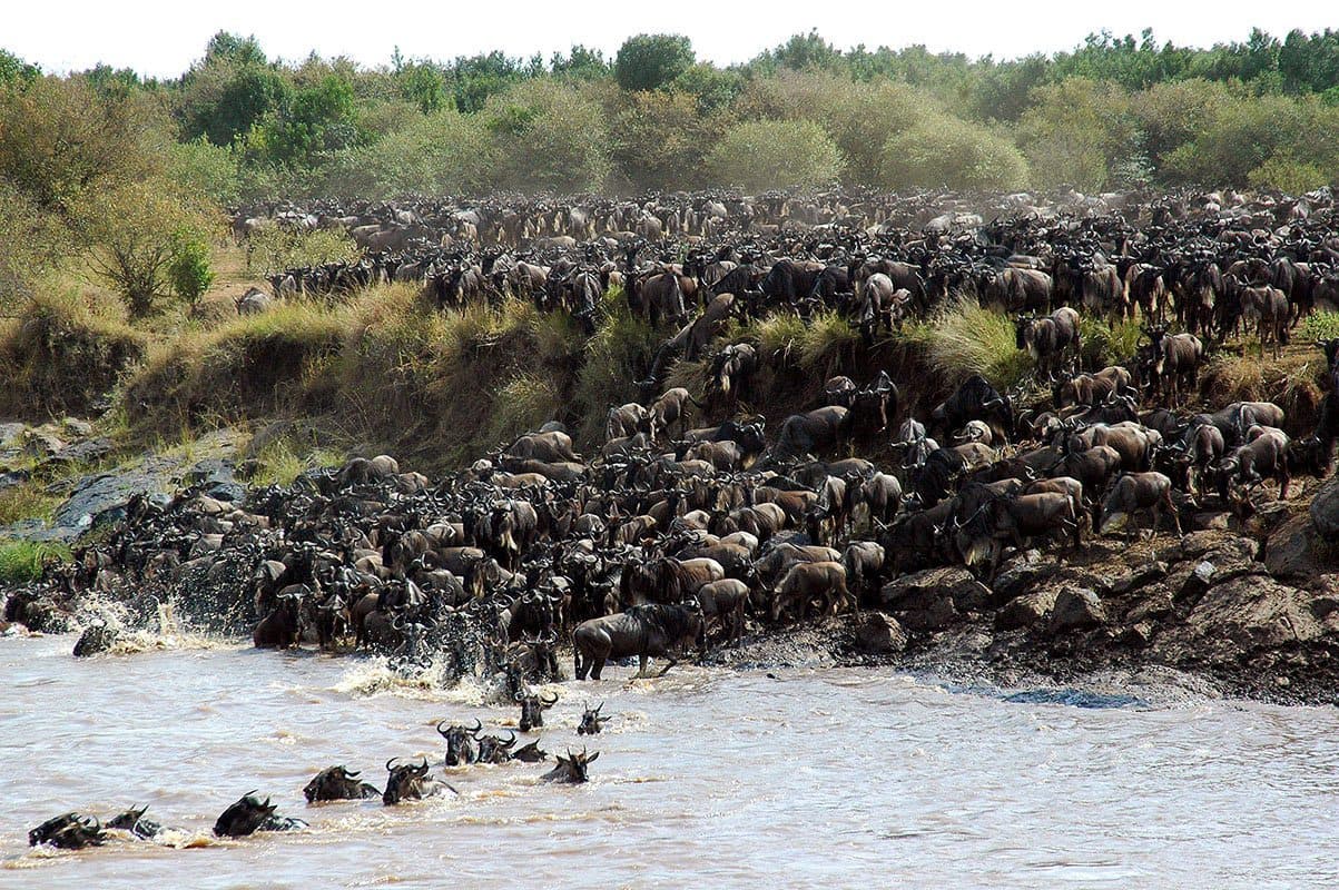 Wildebeest crossing the Mara River during the Great Migration, Masai Mara, Kenya