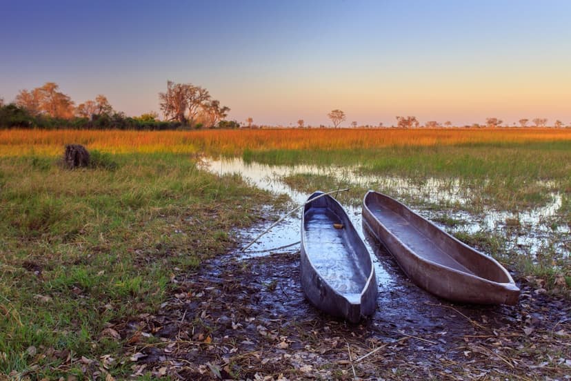 Moremi Delta Classic safari experience