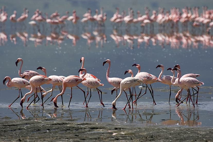 Flamingos on the Ngorongoro soda lake