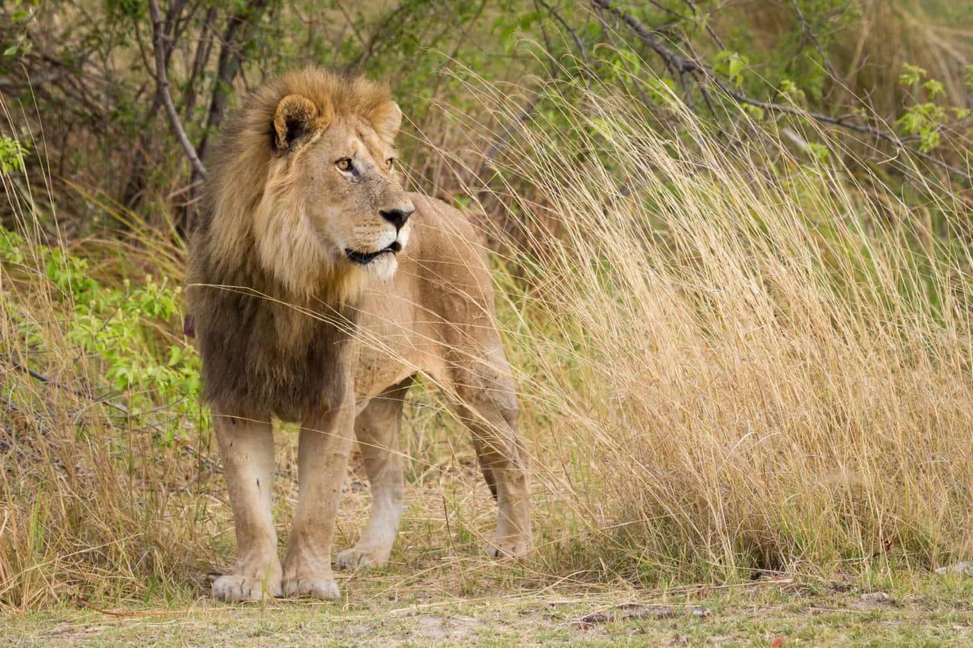 Big cat water encounters on a game drive in Moremi, Okavango Delta, Botswana