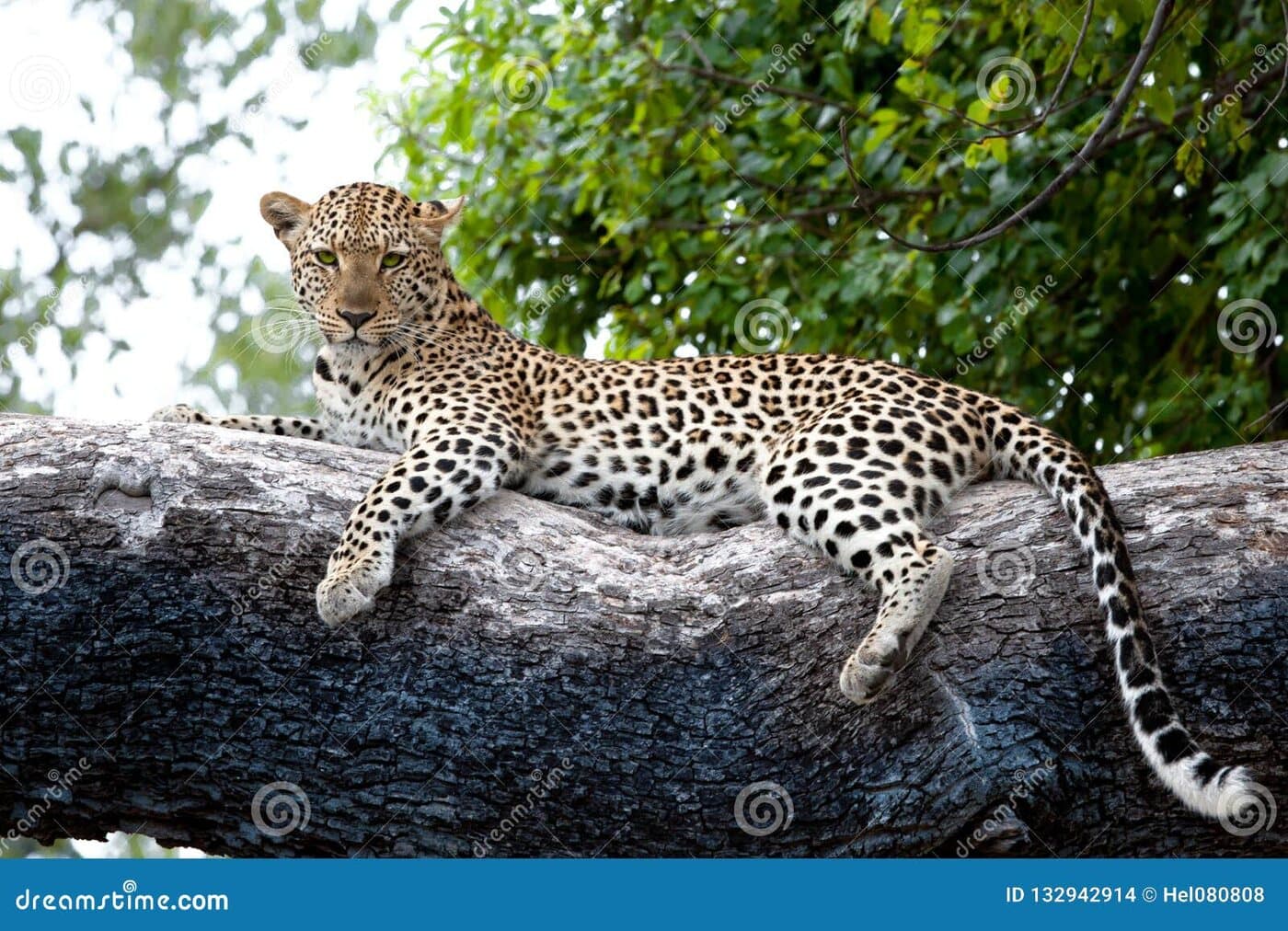 Photographic safari capturing a leopard in a tree in the Okavango Delta, Botswana