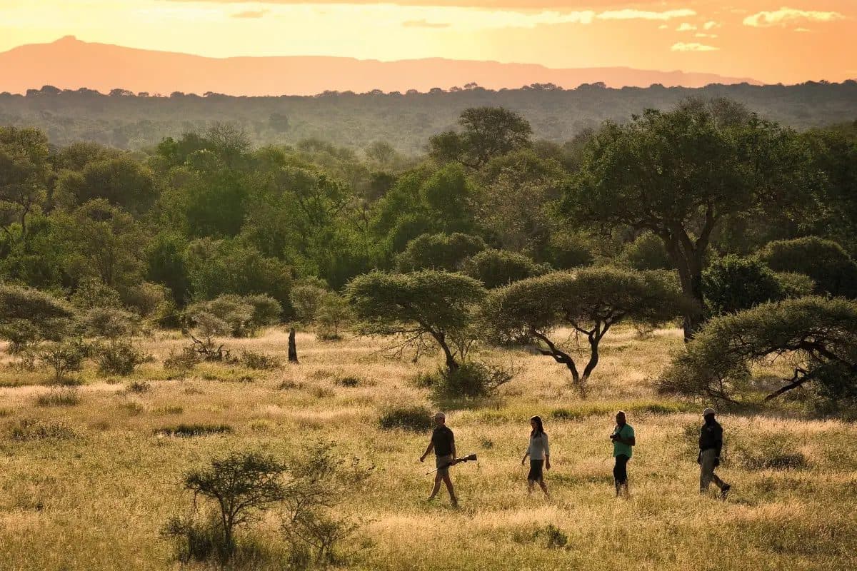 Guided Bush Walks in Sabi Sands Game Reserve