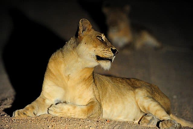 Night Drives with Spotlight in Sabi Sands Game Reserve