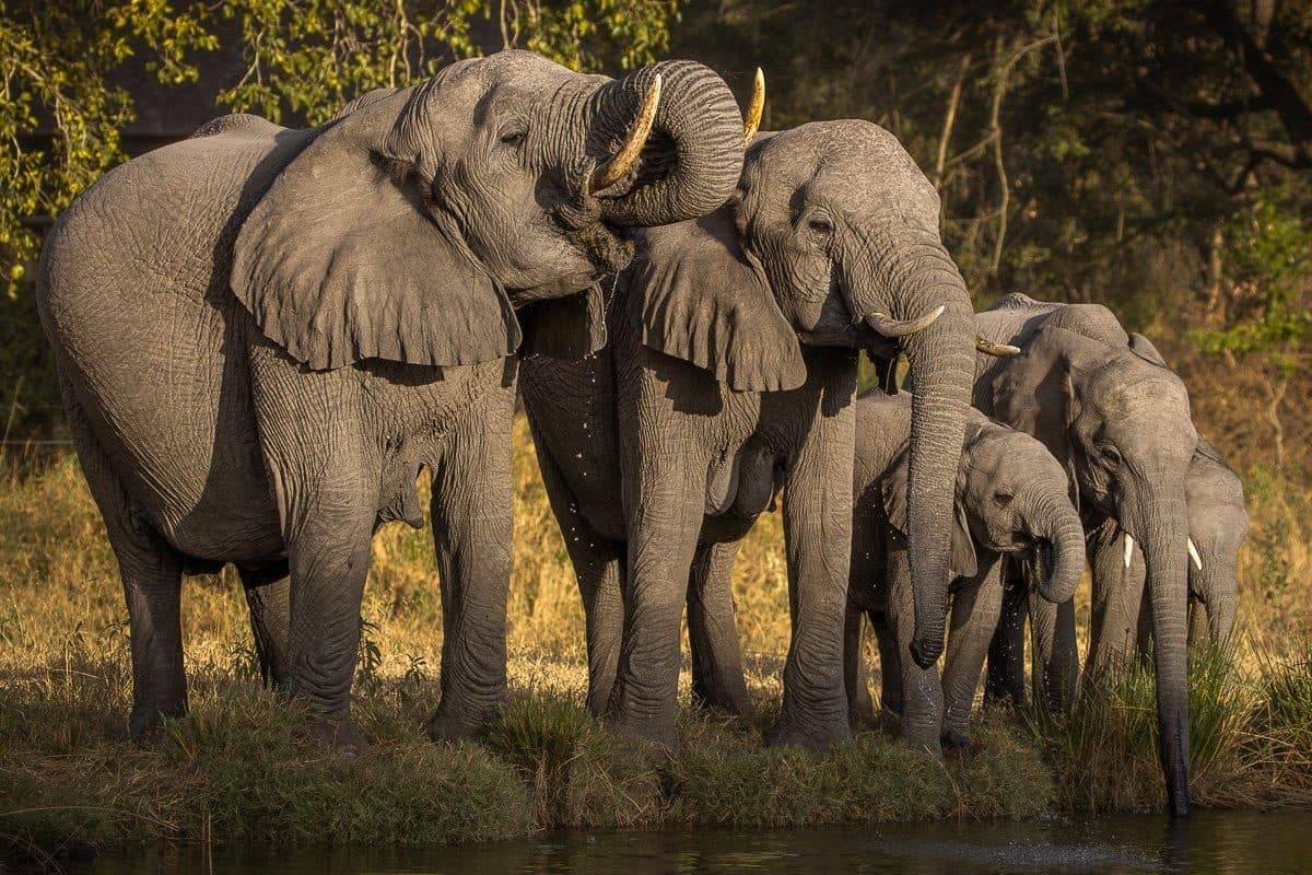 Photographic Safari & Hides in Sabi Sands Game Reserve