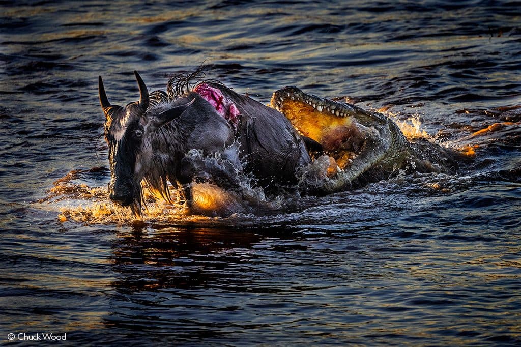 Great Migration Safari & Mara River Crossings in Serengeti, Tanzania
