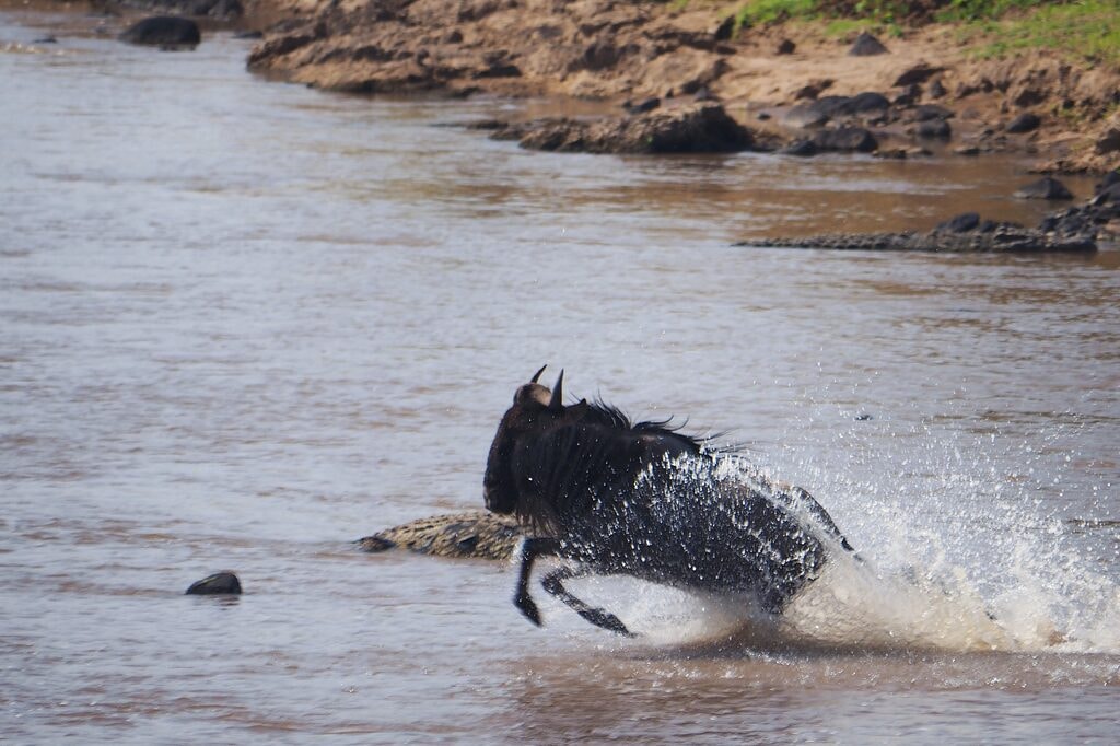 Great Migration Safari & Mara River Crossings in Serengeti, Tanzania