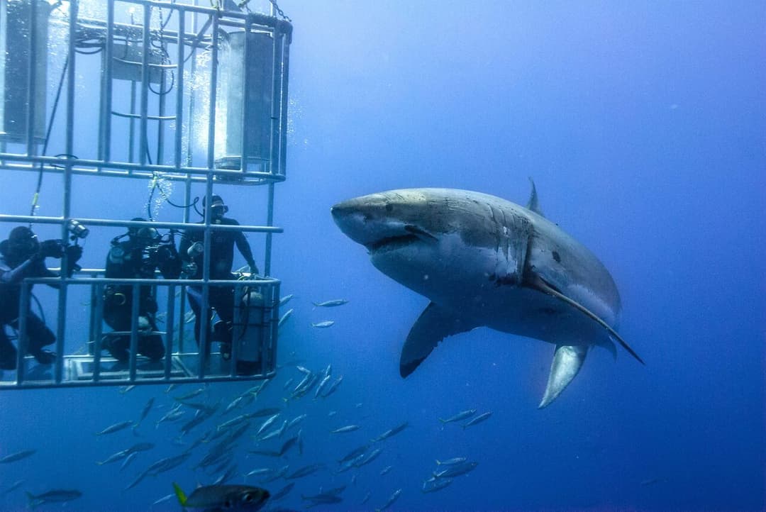 Great White Shark Cage Diving in Gansbaai — Gansbaai