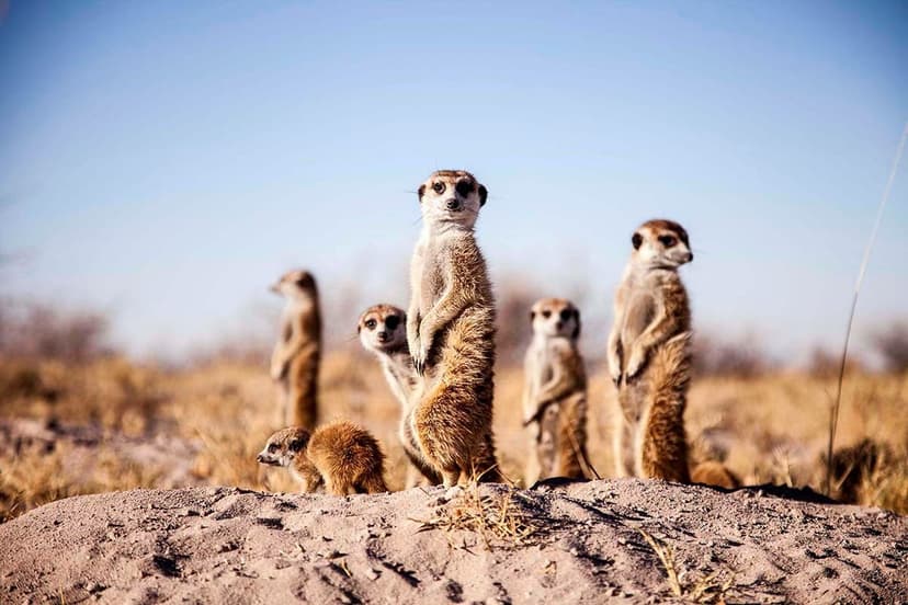 Kalahari Lions & Meerkats safari experience