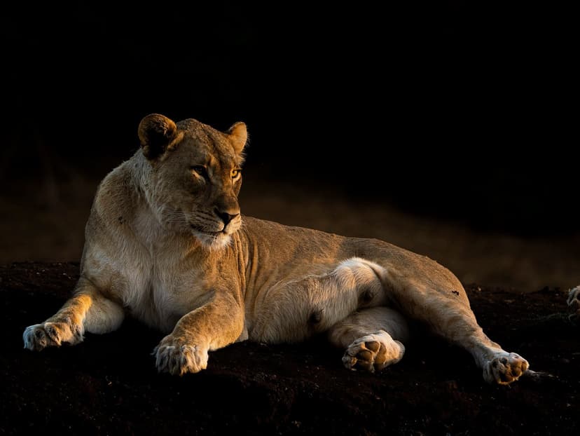 Night drive in the Linyanti and Selinda, Botswana