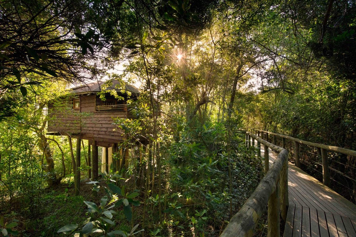 Tsala Treetop Lodge (Plettenberg Bay) image 1