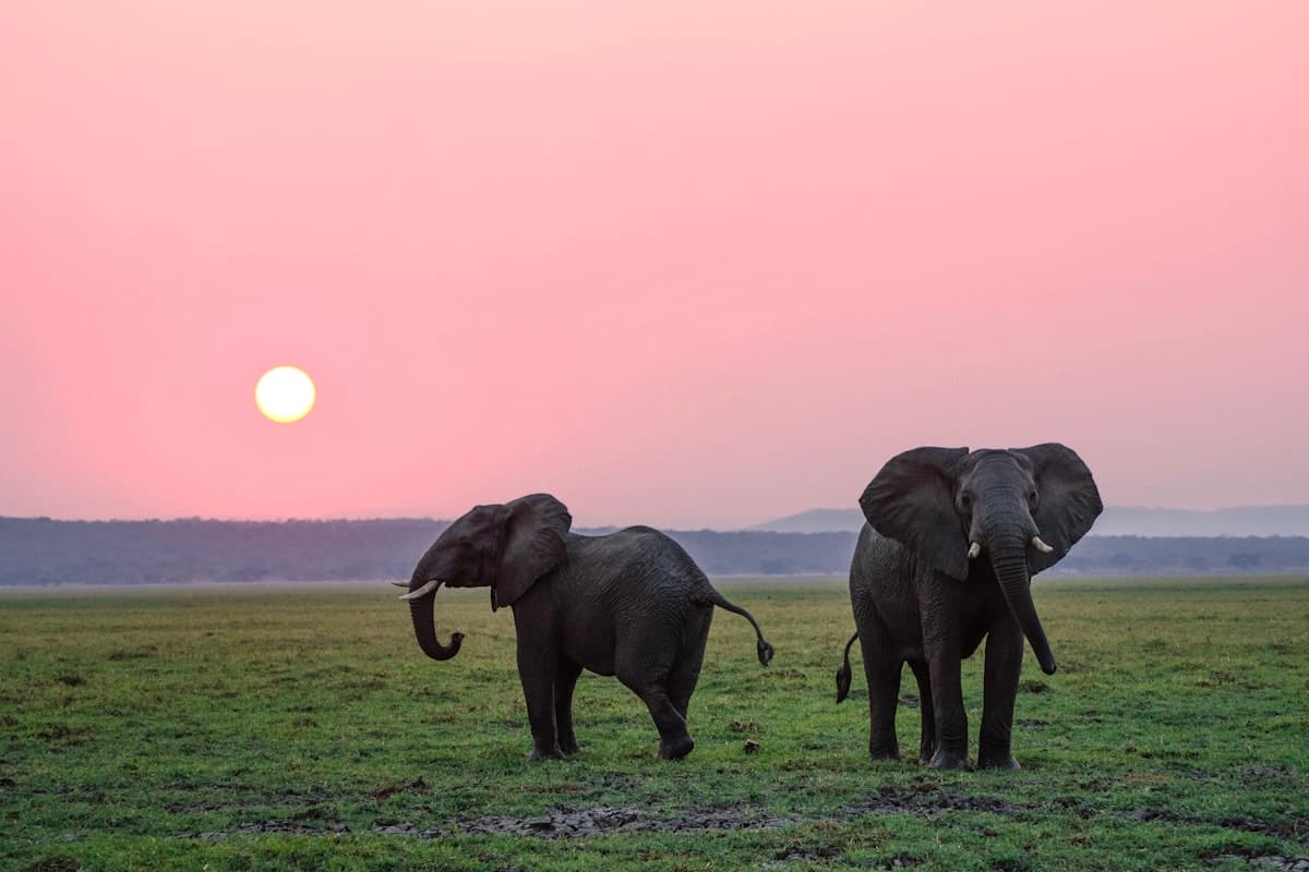 4-Day Private Cape Highlights & Safari Package — Western Cape