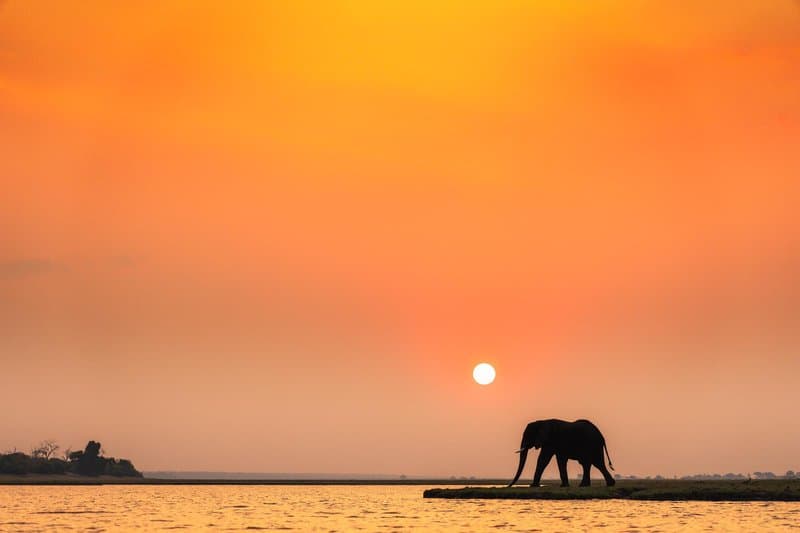 Chobe River elephant herds Botswana