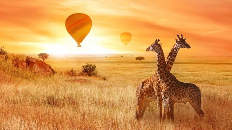 Hot air balloon over Winelands