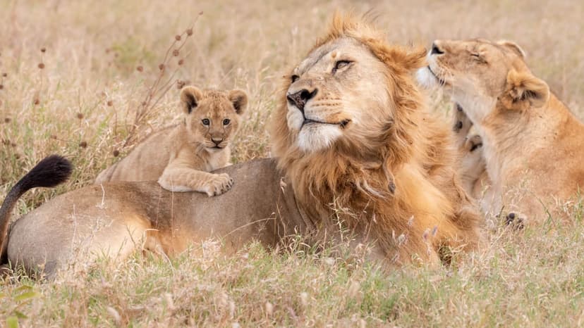 South Luangwa Explorer — Lion pride