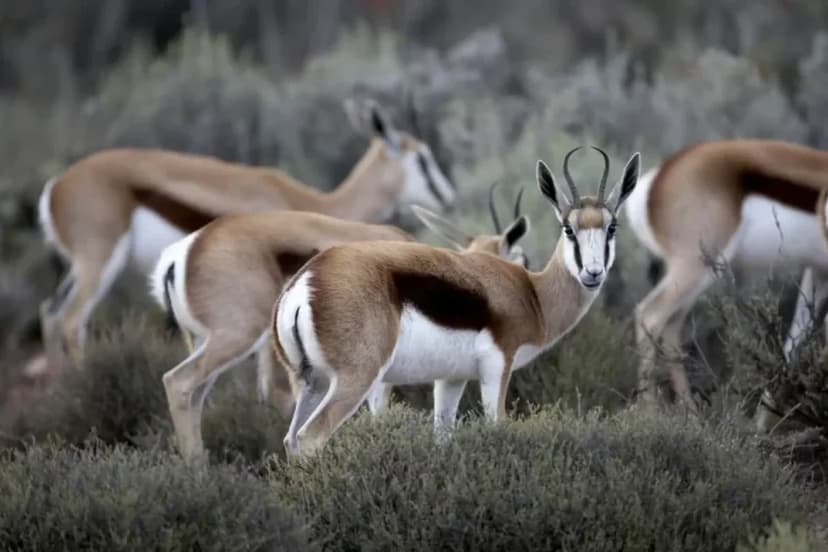 Springbok in a malaria-free Big Five reserve