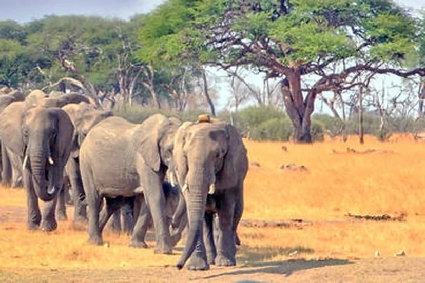 Large elephant herd in the wild