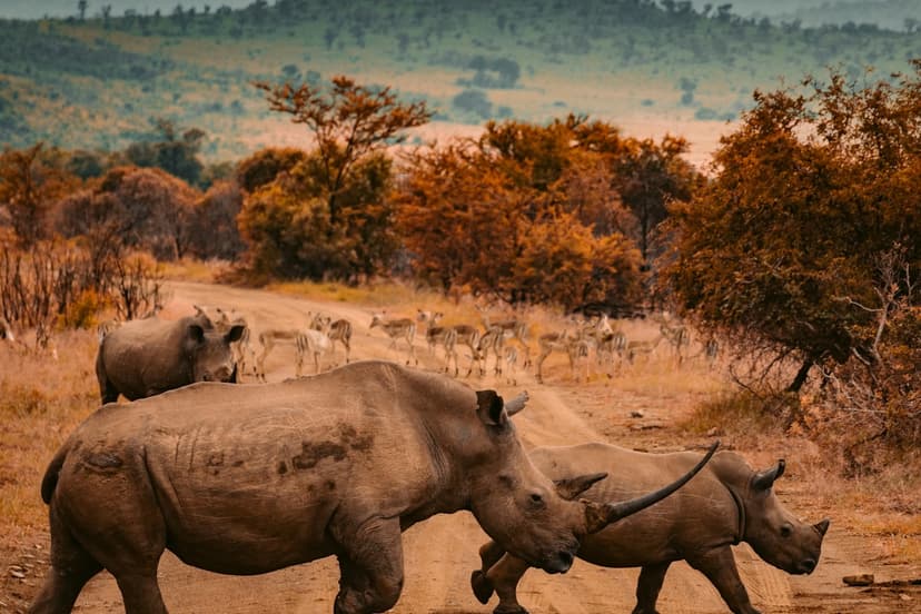 Kenya Big Cats Experience - Masai Mara National Reserve, Olare Motorogi Conservancy