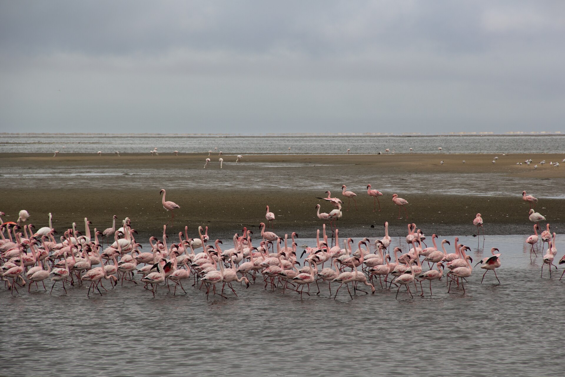 Greater Flamingo wildlife image