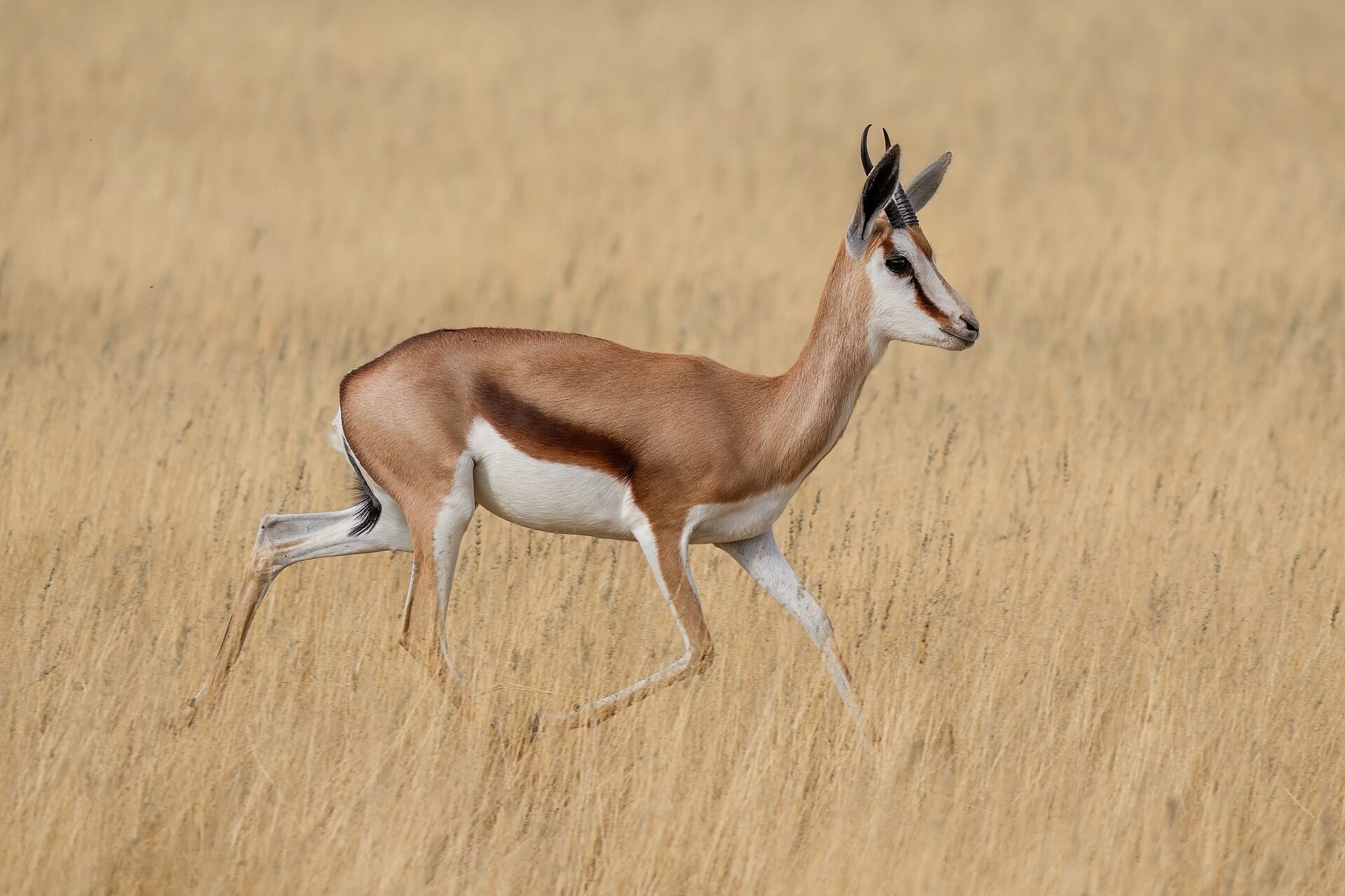 Springbok wildlife image