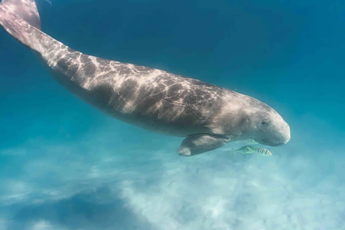 Dugong and marine life safari in Bazaruto, Mozambique
