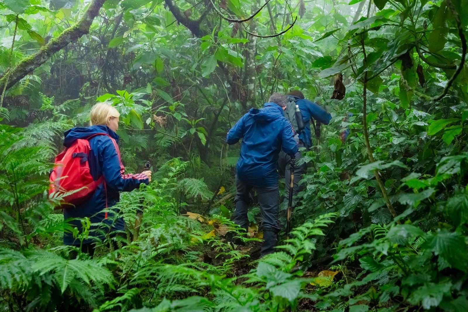 Dian Fossey hike in Volcanoes National Park, Rwanda