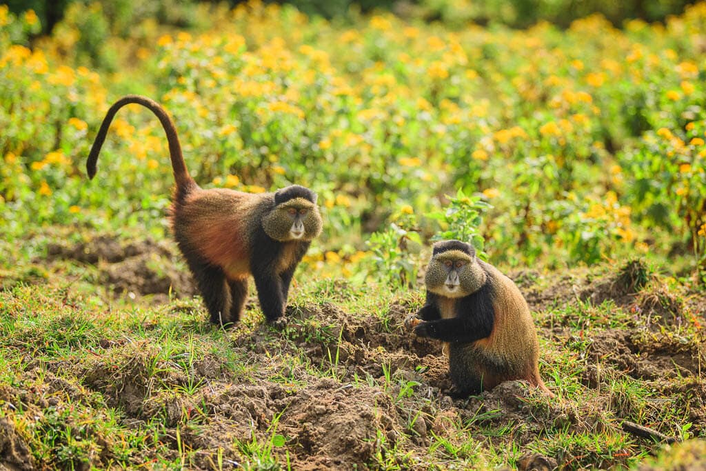 Golden monkey in Volcanoes National Park, Rwanda
