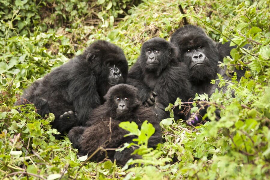 Mountain gorilla trekking in Volcanoes National Park, Rwanda