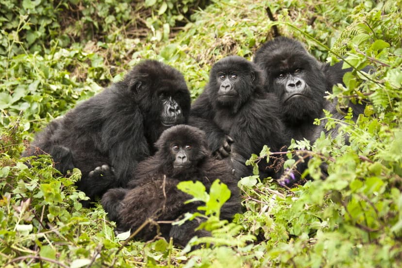Ultimate Gorilla Encounter - Volcanoes National Park, Kigali