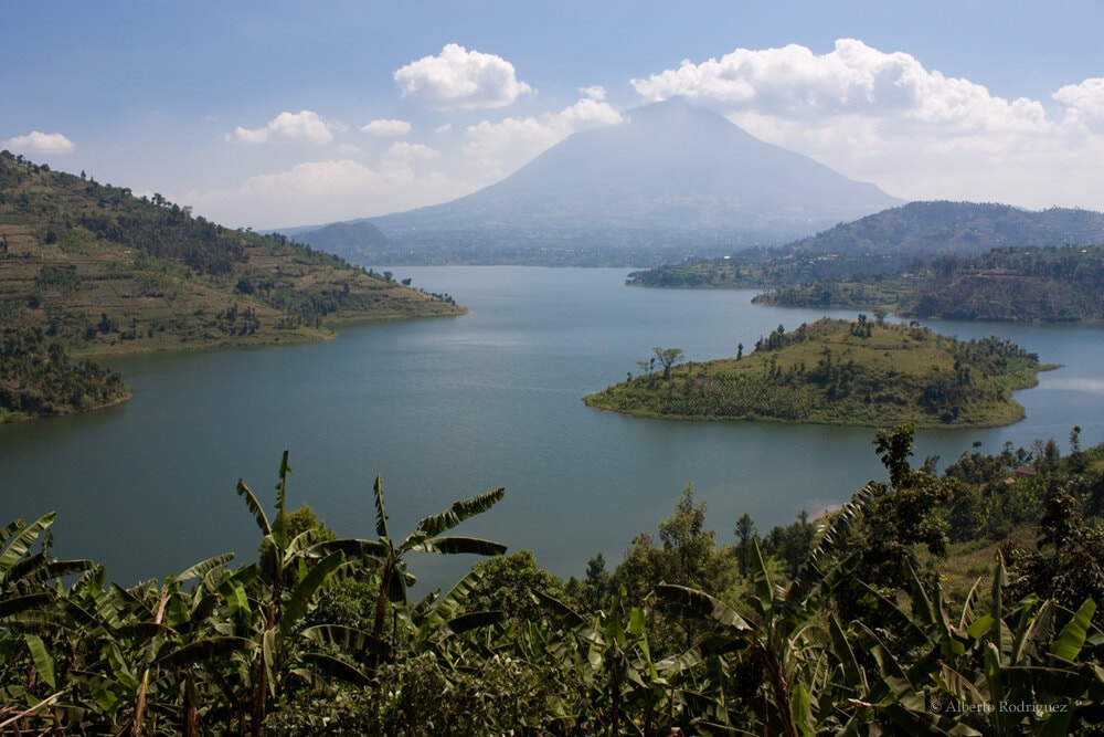 Birdlife in Volcanoes National Park, Rwanda