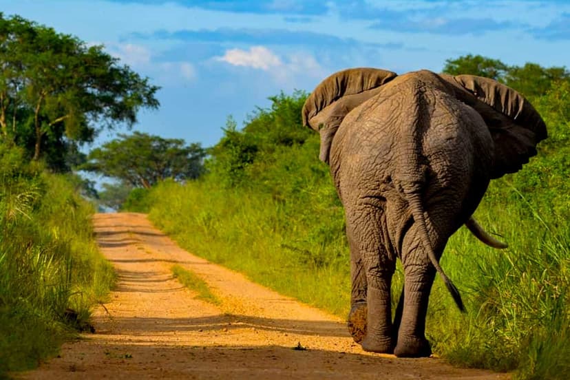 Uganda Discovery - Bwindi Impenetrable Forest