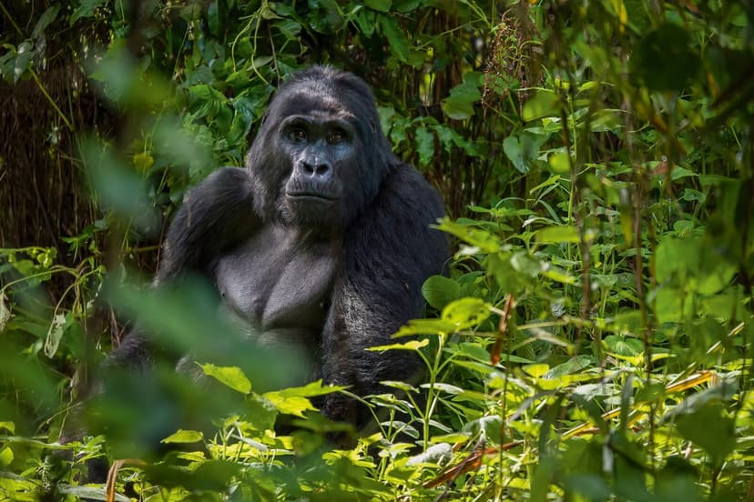 Bwindi & Queen Elizabeth - Bwindi Impenetrable Forest, Queen Elizabeth National Park