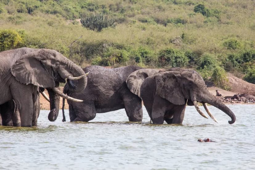 Bwindi & Queen Elizabeth — Kazinga Channel cruise