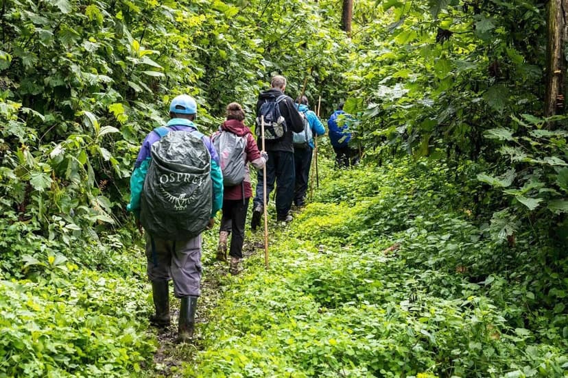 Gorilla Tracking Adventure - Bwindi Impenetrable Forest