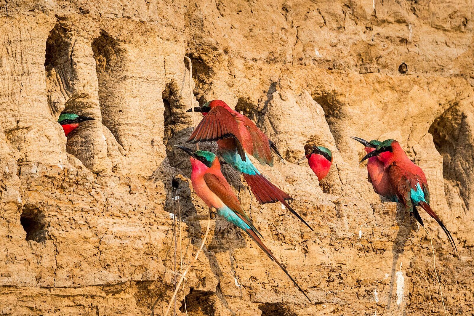Birdlife in South Luangwa, Zambia
