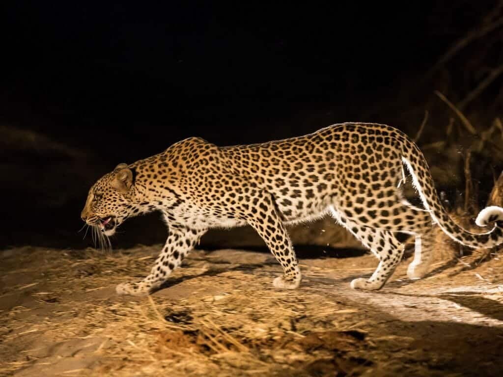 Leopard on a night drive in South Luangwa, Zambia