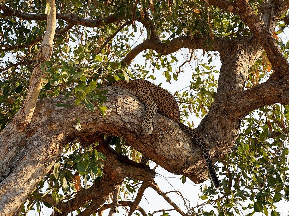 Leopard in South Luangwa, Zambia