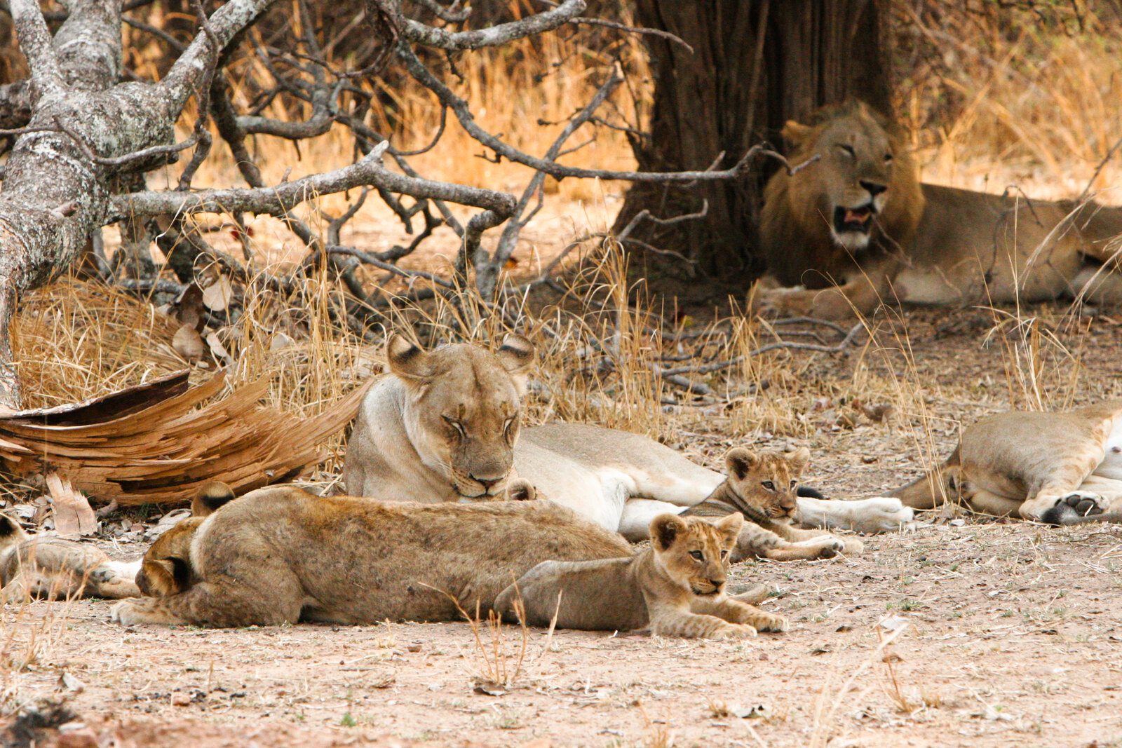 Lion in South Luangwa, Zambia