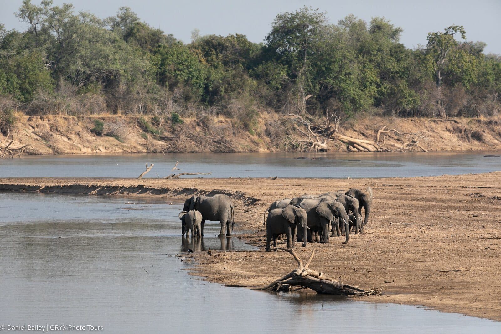 Elephants crossing the Luangwa River, Zambia