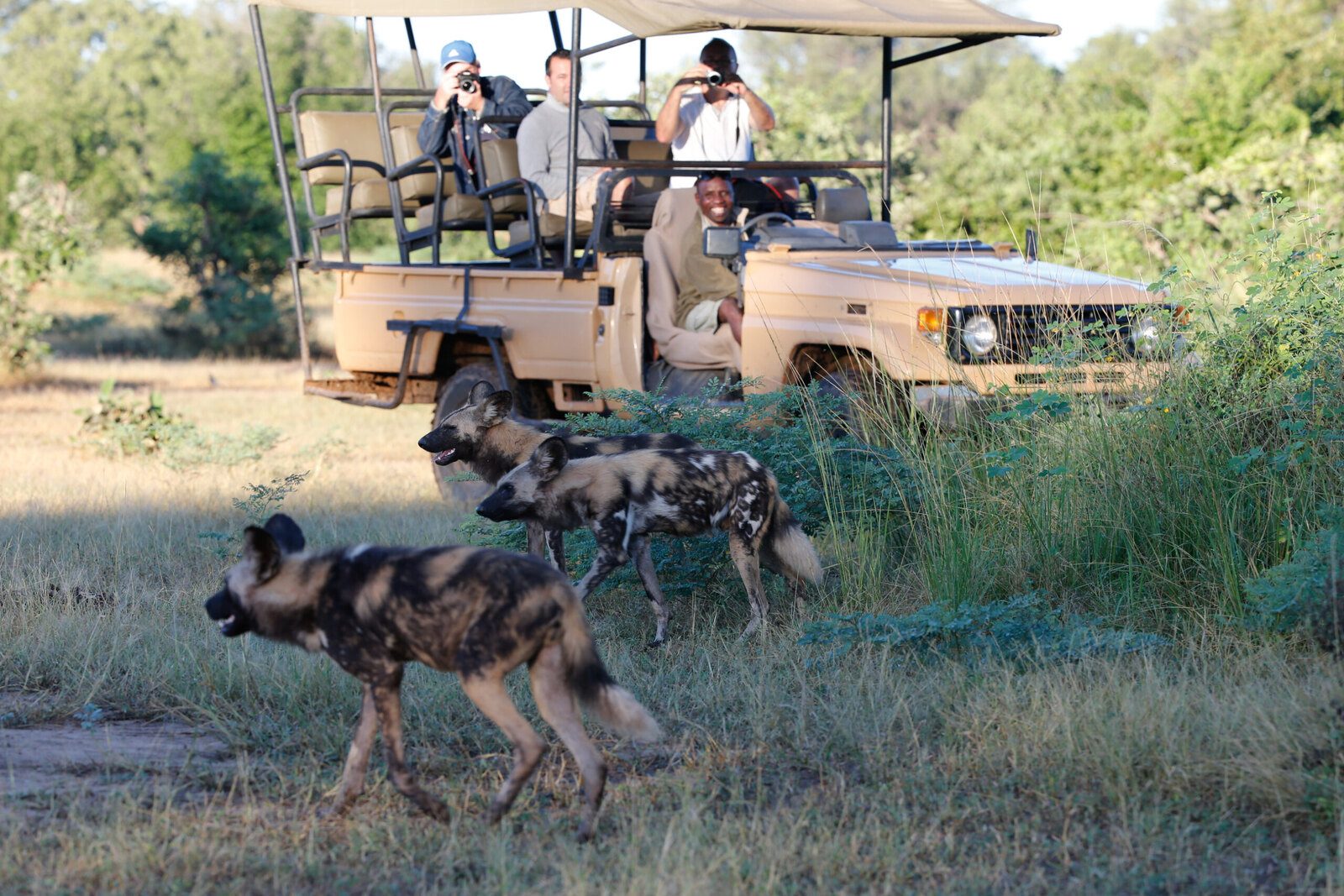 African wild dog in South Luangwa, Zambia