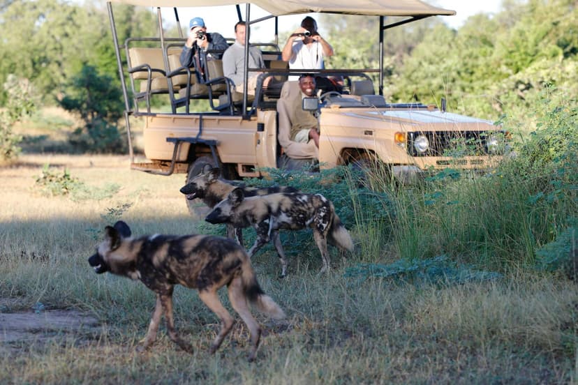 Wild Dogs & Leopards - South Luangwa National Park