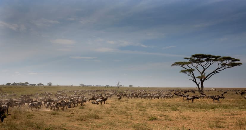 Tanzania Grand Safari - Serengeti National Park, Ngorongoro Crater