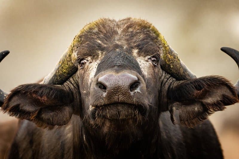 Cape buffalo Big Five