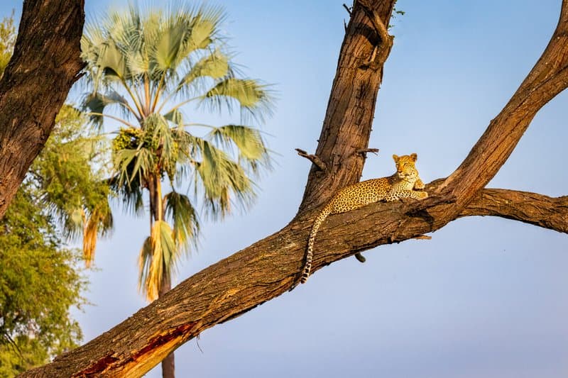 Leopard in Serengeti tree
