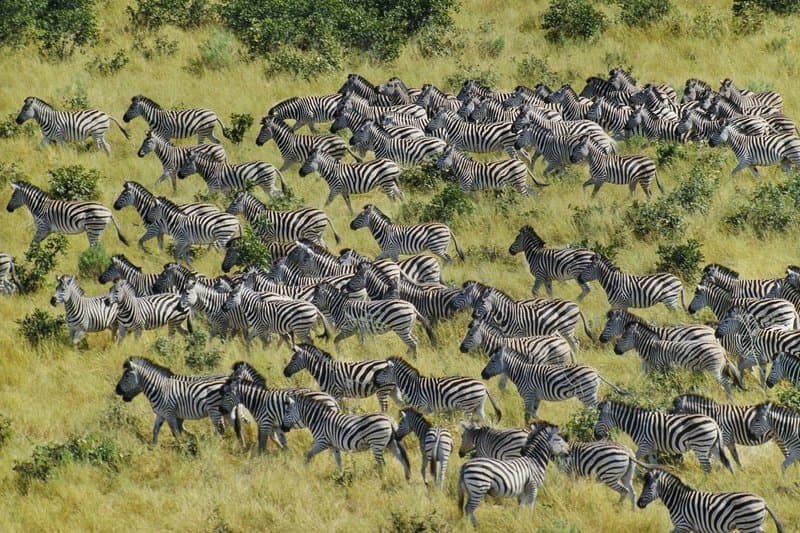 Wildebeest migration Serengeti