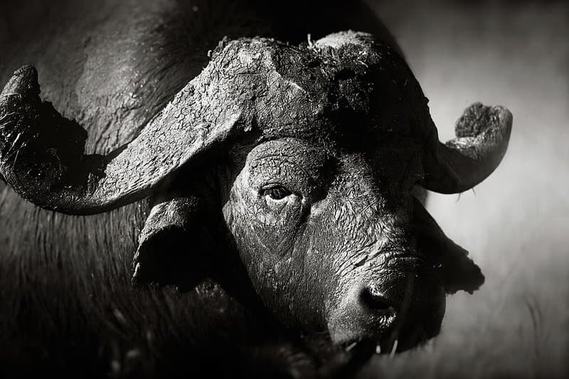 Buffalo on a Zambezi game drive