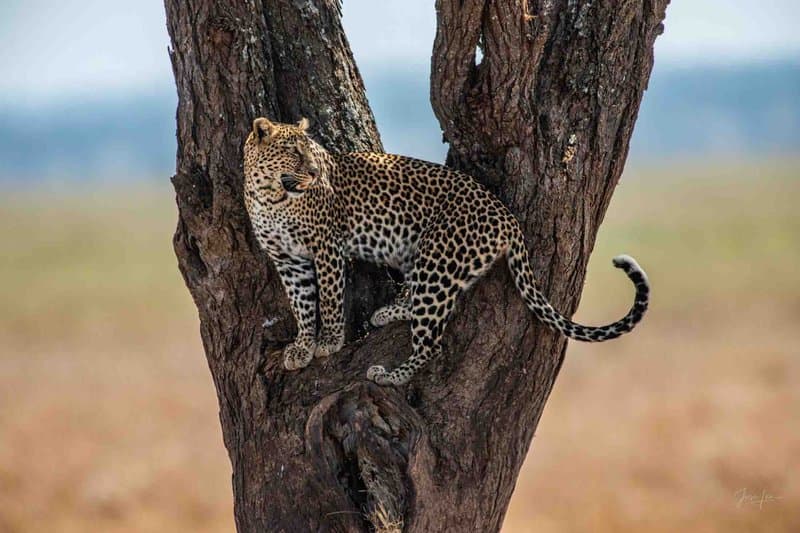 Leopard sighting on Sabi Sands safari