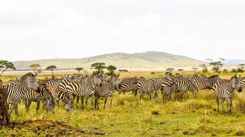 Maasai Mara Explorer — Private guided safari moment