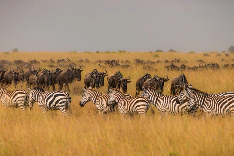Plains game on the open savannah