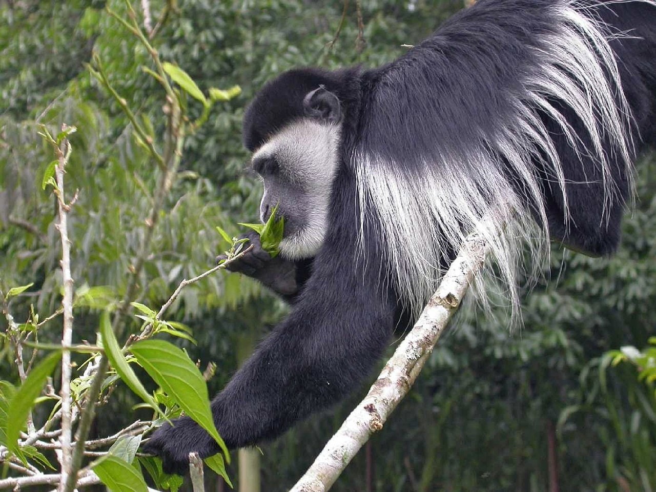 Colobus in Gishwati