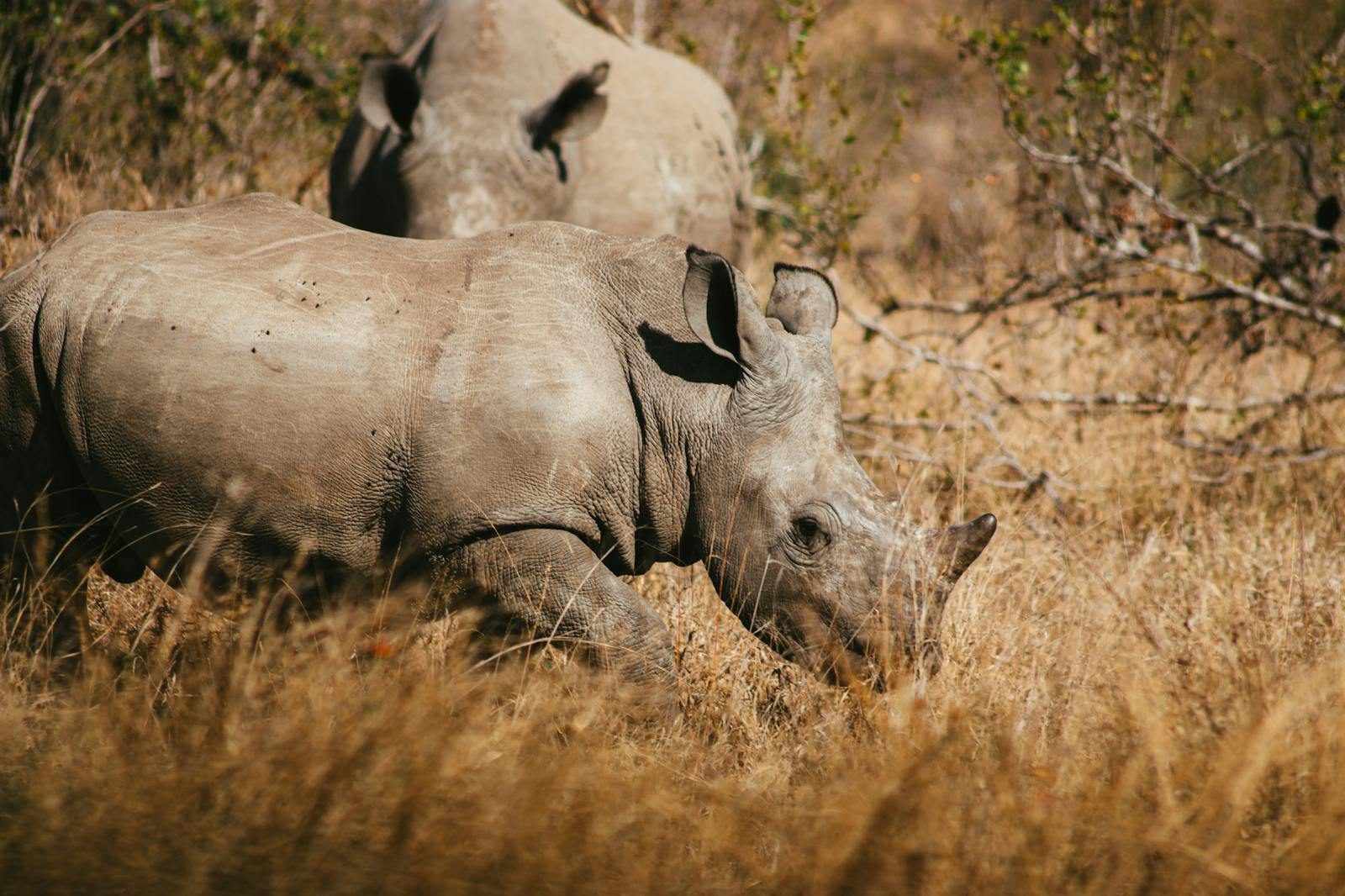 Rhino in the Okavango Delta, Botswana